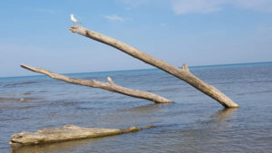 Seagull & Driftwood - Port Franks Getaway