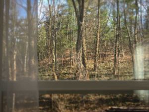 View From Upper Suite Serenity - The Woods in Spring